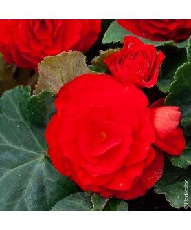 BEGONIA NON-STOP ROUGE