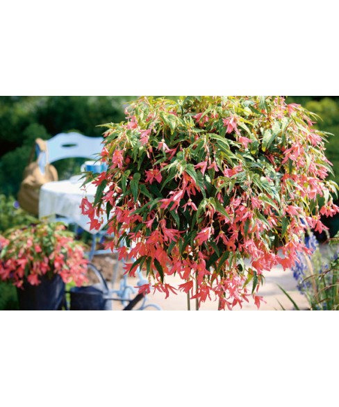 BÉGONIA BOLIVIENSIS SUMMERWING ROSE (RETOMBANT)