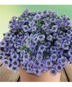 Scaevola blue