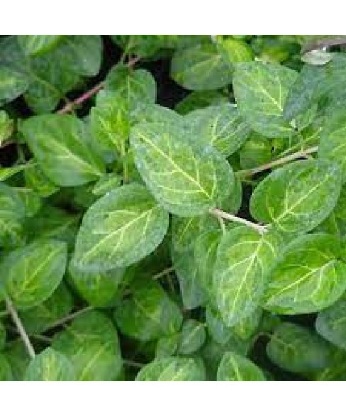 Vinca maculata