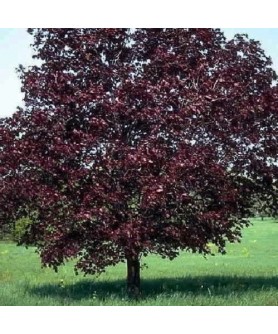 ACER PLATANOIDE ROYAL RED