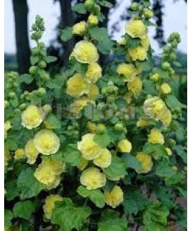 ALCEA ROSEA CHATER'S YELLOW