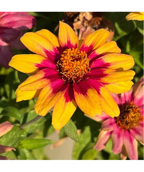 ZINNIA PROFUSION RED YELLOW BICOLOR